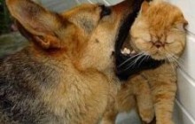 Собаки лучше кошек - исследование