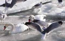 Бойцы МЧС грели лапы парочке лебедей в Крыму