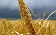 "Кернел" вошел в двадцатку крупнейших эмитентов Варшавской фондовой биржи 