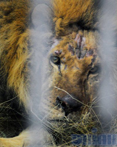 Льва Симбу из Северодонецка доставили в Харьков в тяжелом состоянии (фото)