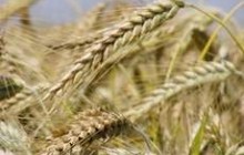 В Україні зібрано 22 млн. тонн зерна