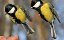 МАУ планирует открыть рейс Киев – Дели 