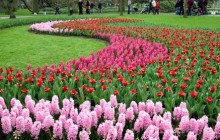 В голландському парку Кекенхоф проходить найбільша в світі виставка тюльпанів (фоторепортаж)