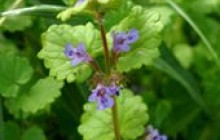 Весенний подарок для щитовидки