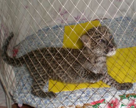 В Ялтинском зоопарке родился амурский леопард