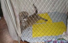 Ялта виходжує новонародженого амурського леопарда (фото)