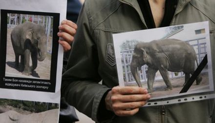 Для чего превращать Киевский зоопарк в скотомогильник?
