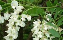 Чим корисний цвіт акації?