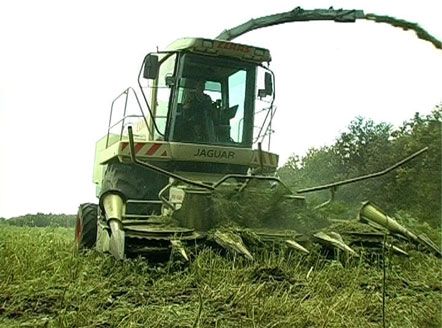 Эксперт: весь Донецк был бы завален марихуаной (добавлены фото)