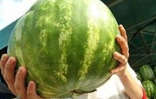 Качество ранней бахчевой продукции соответствует нормам - эксперты