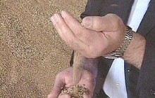 Генпрокуратура занялась проверкой рынка зерна