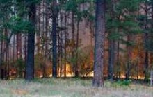 У Росії зафіксовано 35 пожеж у 13 заповідниках і національних парках 