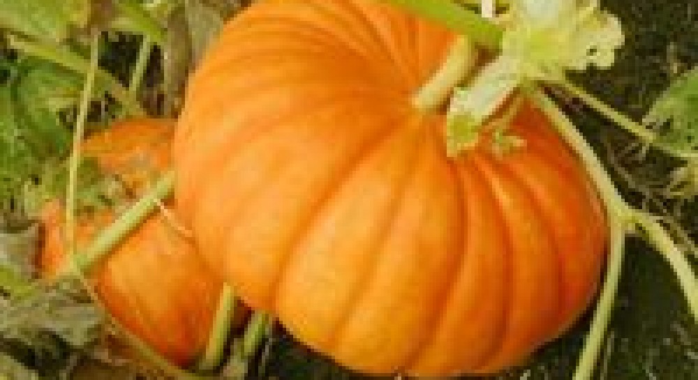 Гарбуз та чебрець - унікальні імунокоректори, або Правда та міфи про імунітет