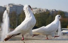 Главное за 8 октября (вечер)