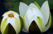 Советы восточной медицины