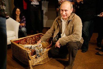 Путин и уссурийский тигренок 