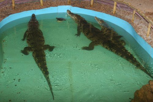 Врачи спасают крокодила, проглотившего мобильник (фото)