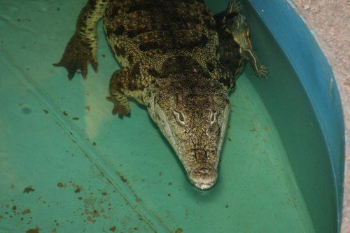 Врачи спасают крокодила, проглотившего мобильник (фото)