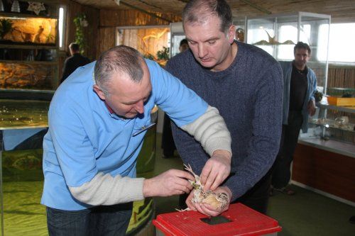 Врачи спасают крокодила, проглотившего мобильник (фото)