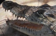 Полсотни крокодилов поселятся к лету близ Севастополя