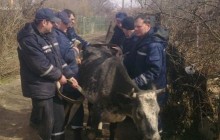 Орлы Балоги спасли севастопольскую телку от эвтаназии