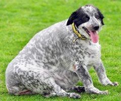 Британський собака став жертвою фаст-фуду (фото)