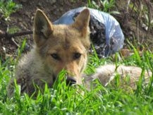 Волки поселились в одном из дворов в Мариуполе (фото)