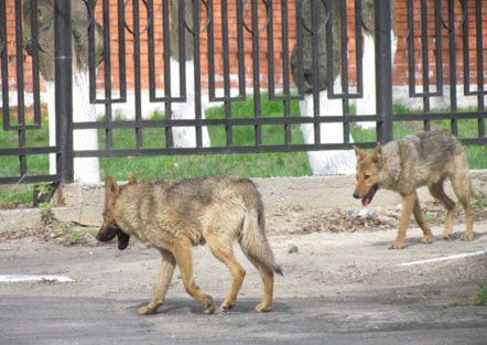Волки поселились в одном из дворов в Мариуполе (фото)