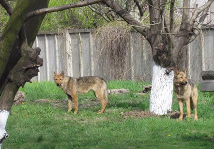 Волки поселились в одном из дворов в Мариуполе (фото)