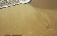 Американське "Зів’яле листя" Оксани Луцишиної