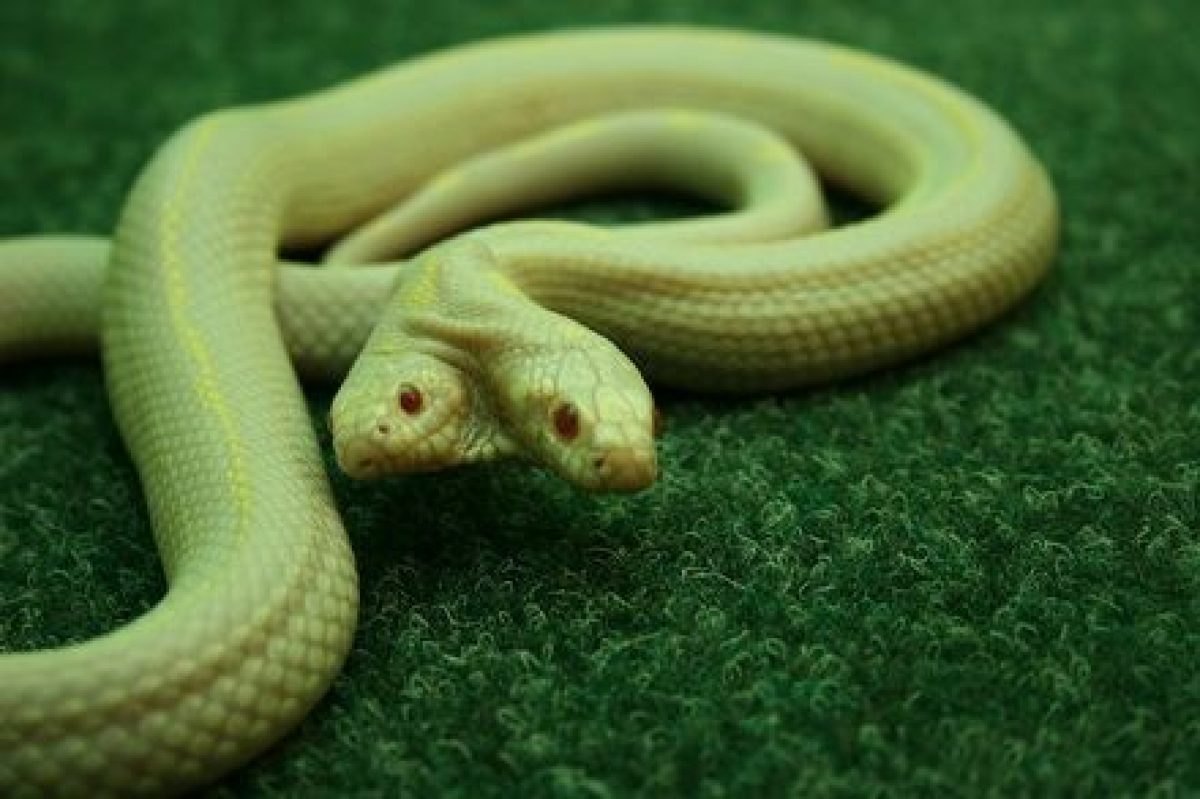 Двуглавая змея. Двуглавая Калифорнийская Королевская змея альбиноса.. Двухголовая змея альбинос. Королевская двухголовая змея.