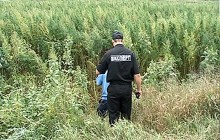 На Кіровоградщині міліціонери знайшли 10 гектарів коноплі