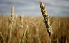 Україна має намір долучитися до створення «зернової двадцятки»