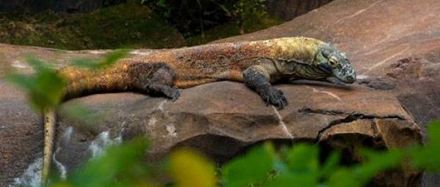 Завершився всесвітній конкурс на визначення «7 нових чудес природи»