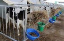 Джига доповідав Уряду про розвиток тваринництва