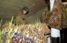 Обласна влада приглядається до армійських овочесховищ