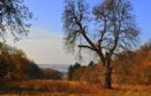 Фахівці Національного ботанічного саду проведуть "чистку" парку у Северинівці