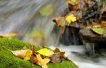 Про охорону довкілля може говорити кожен житель області