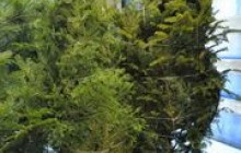 УКУ передав для Ватикану 43 ялинки