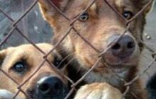 “Свобода” откликнулась на массовое уничтожение собак