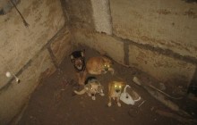 МНС врятувало 4 бездомних собак, які впали в яму в Севастополі