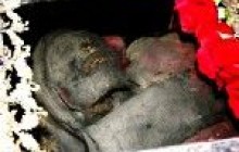 Спиридон Триміфунтський чудотворець: якщо наміри чисті, обов'язково допоможе