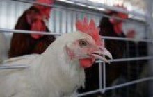 На свята крали золото як валюту і домашню птицю до столу