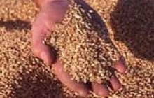 Вінниччина зібрала зерна на 36% більше, ніж 2010-го