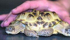 Унікальна черепаха