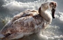 Возле Ильичевска 1,5 тысячи лебедей и чаек едва не замерзли во льду