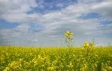 З початку року збільшилась реалізація зернових культур