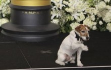 Пес Уггі став першим собакою, що отримав Оскара