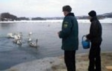 Екоінспектори рятують лебедів та крижнів