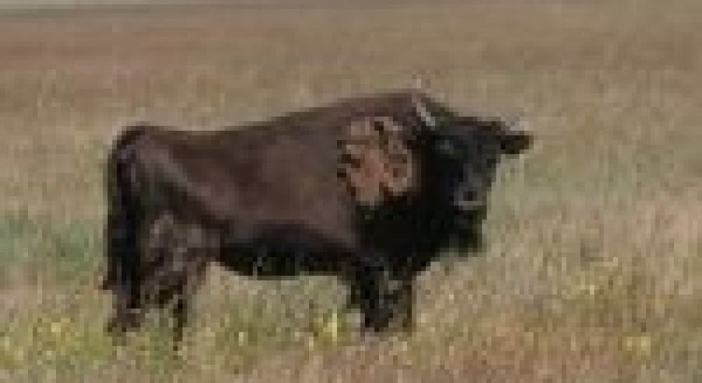 Асканія-Нова: африканські корови, коні Пржевальського і молоко антилопи